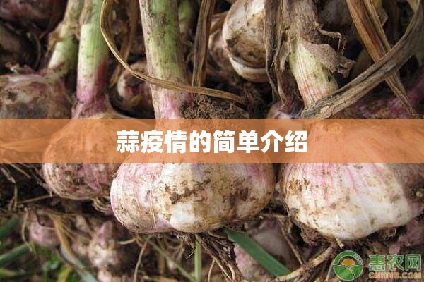 蒜疫情的简单介绍 蒜疫情的简单介绍