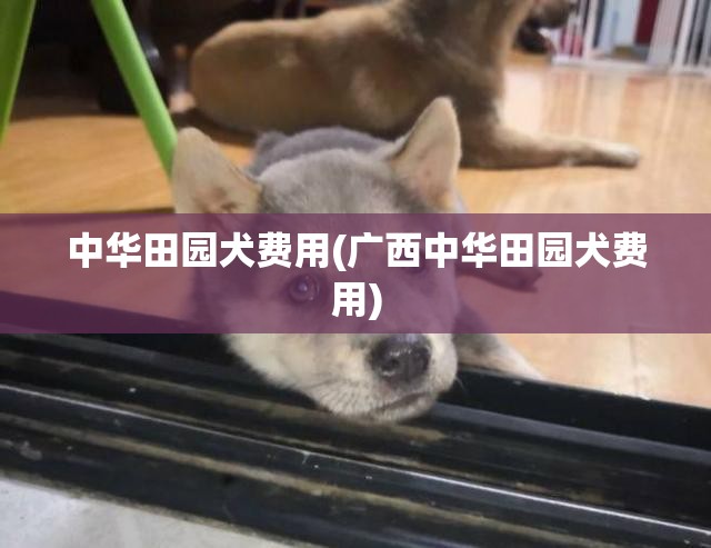 中华田园犬费用(广西中华田园犬费用)
