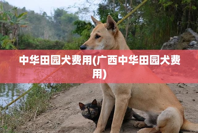中华田园犬费用(广西中华田园犬费用)