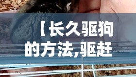 【长久驱狗的方法,驱赶狗长期有效好办法】 【长久驱狗的方法,驱赶狗长期有效好办法】