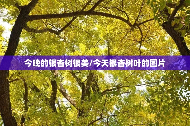 今晚的银杏树很美/今天银杏树叶的图片 今晚的银杏树很美/今天银杏树叶的图片